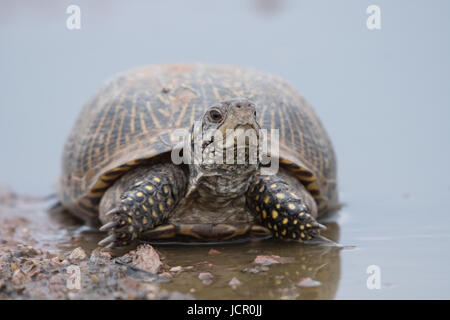 Female Desert Box Turtle, (Terrapene ornate luella), Dona Anna co., New Mexico, USA. Stock Photo