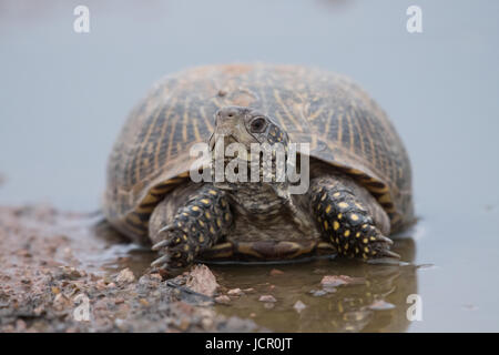 Female Desert Box Turtle, (Terrapene ornate luella), Dona Anna co., New Mexico, USA. Stock Photo