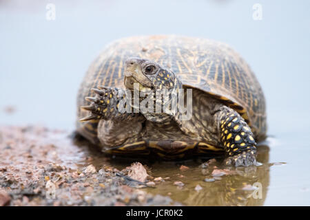 Female Desert Box Turtle, (Terrapene ornate luella), Dona Anna co., New Mexico, USA. Stock Photo