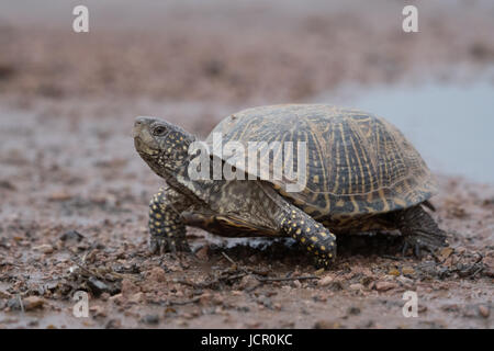 Female Desert Box Turtle, (Terrapene ornate luella), Dona Anna co., New Mexico, USA. Stock Photo