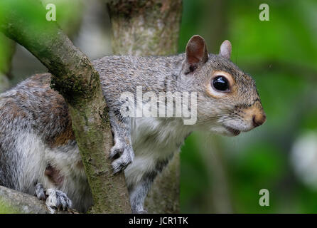 Sciurus carolinensis, common name eastern gray squirrel or grey squirrel depending on region, is a tree squirrel in the genus Sciurus. Stock Photo