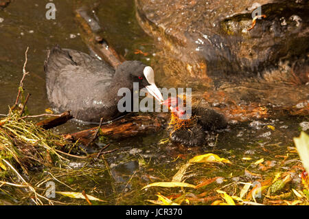 Adult Coot feeding chicks on Linlithgow Loch Stock Photo