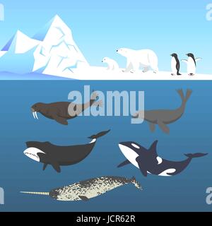 Vector set of animals living in a cold climate. Polar bear, penguin, bowhead whale, walrus, narwhal, seal, killer whale or orca. Stock Vector