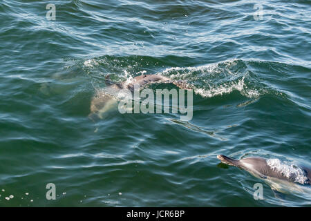 A pair of long beaked common dolphins on the coast of Gansbaai, South Africa Stock Photo