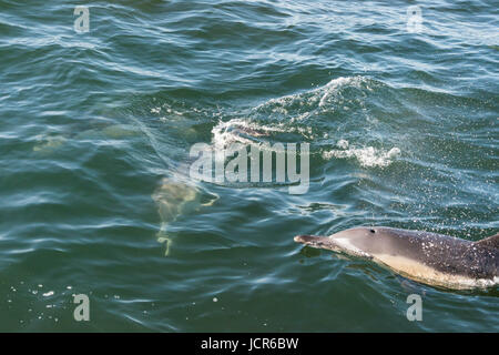 A pair of long beaked common dolphins on the coast of Gansbaai, South Africa Stock Photo