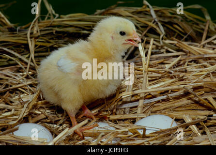 Chick standing in nest on eggs, Missouri, USA Stock Photo