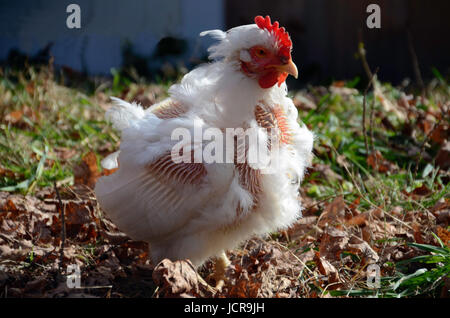 Molting white rock chicken in the sun, Maine Stock Photo