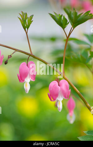 Bleeding heart flowers handing in green spring, USA Stock Photo