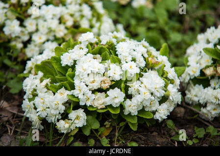 Close up on white primula vulgaris flower Stock Photo