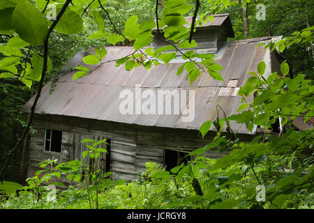 Old sugar house in the woods. Abandoned sugar shack in the forest. Stock Photo