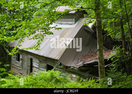 Old sugar house in the woods. Abandoned sugar shack in the forest. Stock Photo