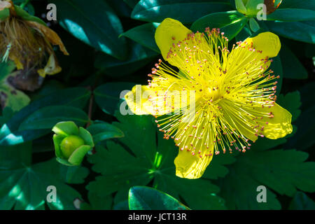Flower of St John's wort, Hypericum perforatum Stock Photo