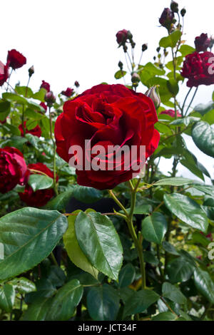 Beautiful deep red Dublin Bay Rose, a climbing rose. Stock Photo