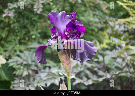 Closeup of purple bearded iris "Superstition" Stock Photo