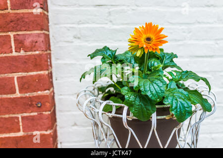 Orange gerbera daisies in flower pot outside against red and white brick buildings Stock Photo