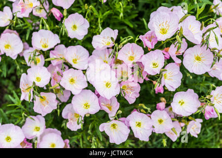 Closeup of many pink evening primrose flowers in garden Stock Photo