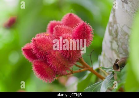 Achiote plant or Annatto plant seeds from these spiny red pods are used for flavoring and natural color, also used for face painting, from the amazon  Stock Photo