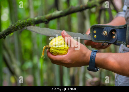 Fresh Cocoa fruit in farmers hands. Organic cacao fruit - healthy food. Cut of raw cocoa inside of the amazon rainforest in Cuyabeno National Park in  Stock Photo