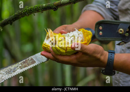 Fresh Cocoa fruit in farmers hands. Organic cacao fruit - healthy food. Cut of raw cocoa inside of the amazon rainforest in Cuyabeno National Park in  Stock Photo