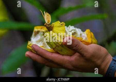 Close up of fresh Cocoa fruit in farmers hands. Organic cacao fruit - healthy food. Cut of raw cocoa inside of the amazon rainforest in Cuyabeno Natio Stock Photo