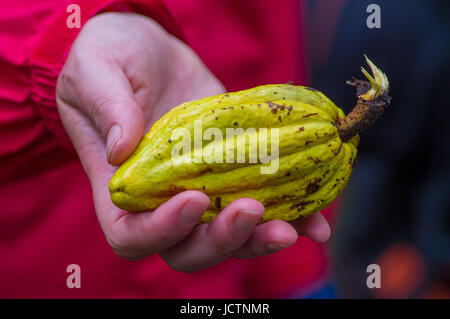 Fresh Cocoa fruit in farmers hands. Organic cacao fruit - healthy food, inside of the amazon rainforest in Cuyabeno National Park in Ecuador. Stock Photo