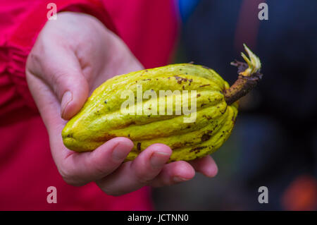 Fresh Cocoa fruit in farmers hands. Organic cacao fruit - healthy food, inside of the amazon rainforest in Cuyabeno National Park in Ecuador. Stock Photo