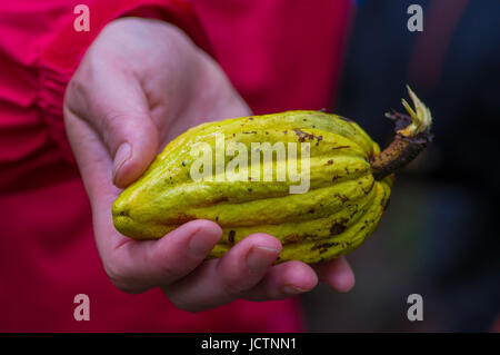 Fresh Cocoa fruit in farmers hands. Organic cacao fruit - healthy food, inside of the amazon rainforest in Cuyabeno National Park in Ecuador. Stock Photo