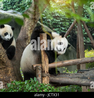 Giant panda baby over the tree. Stock Photo