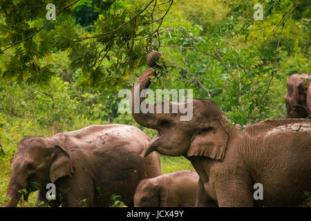 Herd of elephants in Kui Buri National Park, Thailand. Stock Photo