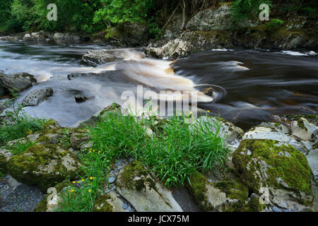 Afon Conwy - the river Conway near conway Falls, Betws y Coed in North Wales. The source of the Afon Conwy lies on the high moorland area of Migneint  Stock Photo