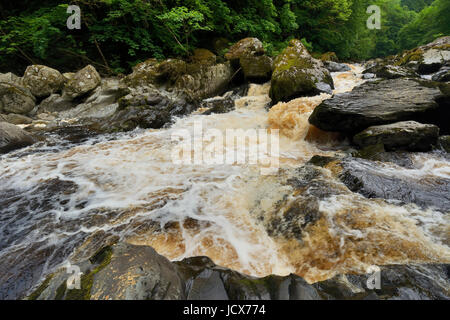 Afon Conwy in spate after prolonged rainfall.- the river Conway near conway Falls, Betws y Coed in North Wales. Stock Photo