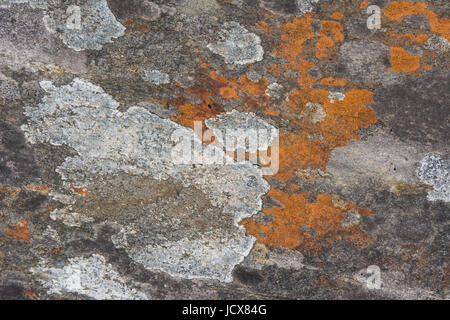 Rock and lichen patterns and textures for background images Stock Photo