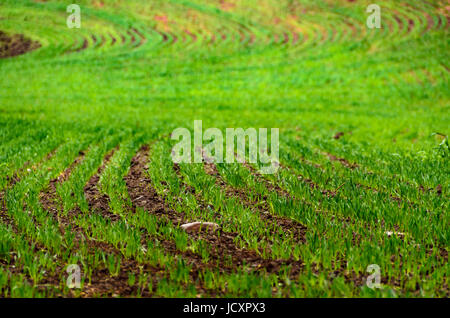 Small sproats of oat in a field Stock Photo