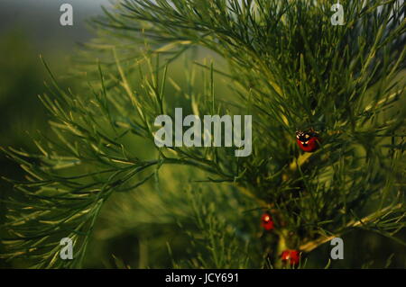 Ladybugs on tall grass Stock Photo