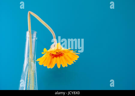 Bright yellow Gerbera Daisy against a blue background. Bold contrasting colors. selective focus on drooping flower head. Stock Photo