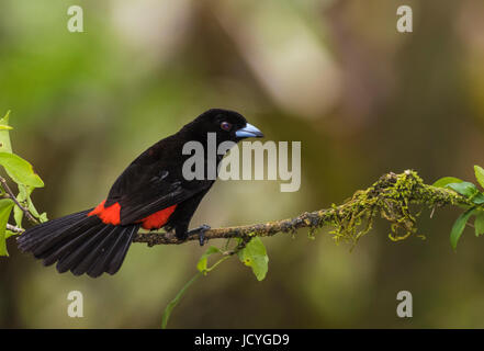 Passerini's tanager, Ramphocelus passerinii sitting in a tree at Laguna del Lagarto, Boca Tapada, San Carlos, Costa Rica Stock Photo