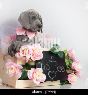 Great Dane purebred puppy in a box with pink flowers Stock Photo