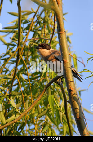 Asian Azure-winged Magpie (Cyanopica cyanus) adult perched in tree  Beijing, China   May