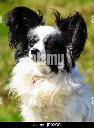 Papillon Dog (Continental Toy Spaniel) Black and White Stock Photo