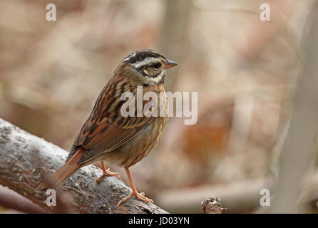 Tristram's Bunting (Emberiza tristrami) adult standing on log  Beidaihe, Hebei, China       May Stock Photo