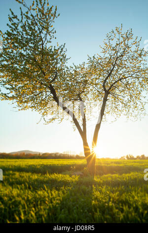 Tree on the hill in front of the sun Stock Photo