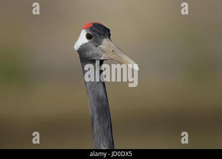 Red crowned Crane portrait Stock Photo