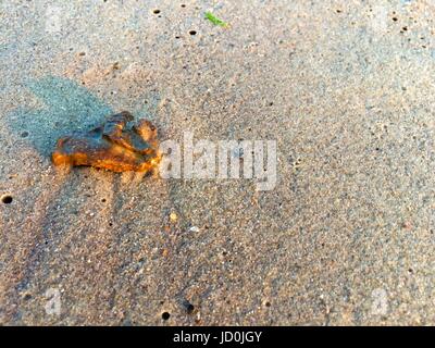 Multicolor stones and shells on a sand Stock Photo