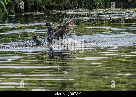 River Soar, Cossington Meadows, UK. 17th June, 2017. One of the hotest day this year for wildlife and visitors on the river cannal boats travel, visitors enjoy canoeing the water wayat the side of the low land meadows Moorhens battle, Grey heron fishers from the bridge, swan reflection as he cools off, Blue Damselflies rests on water lilies © Clifford Norton/Alamy Live News Stock Photo
