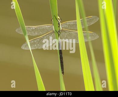 Devon, UK. 18th June, 2017. On a scorching hot Fathers Day, a dragonfly searches out somewhere to lay it's eggs beside a garden pond in Devon. Photo, Tony Charnock/Alamy Live News Credit: Photo Central/Alamy Live News Stock Photo