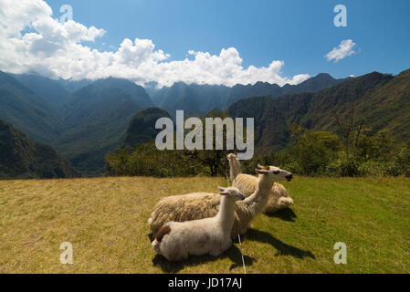 Llamas grazing and lying down on the sacred grass of Machu Picchu. Wide angle view with scenic sky. Stock Photo