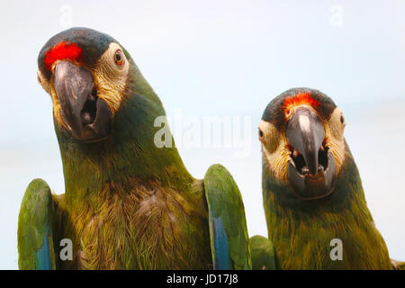 two singing green maracana parrots sitting side by side Stock Photo