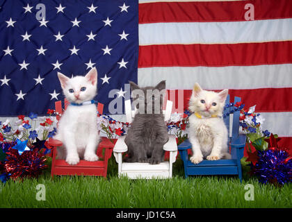 Two fluffy white kittens and one gray sitting in red white and blue chairs on green grass with american flag in the background. holiday family fun, re Stock Photo