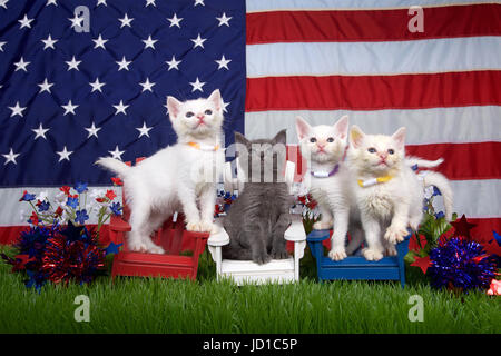 Three fluffy white kittens and one gray sitting in red white and blue chairs on green grass with american flag in the background. holiday family fun,  Stock Photo