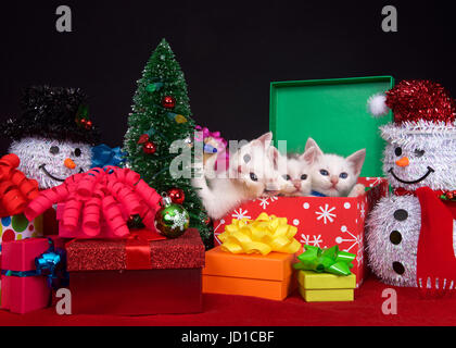 Three fluffy white kittens in a holiday box next to a tiny Christmas tree,  surrounded by brightly colored presents with bows. One kitten holding tree Stock Photo